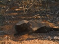 .   / Honey Badgers of the Kalahari. Snake Killers (2001) DVDRip