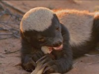 .   / Honey Badgers of the Kalahari. Snake Killers (2001) DVDRip