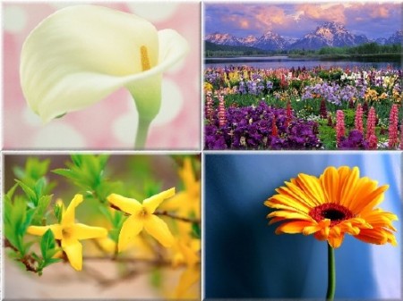 SuperPack Flowers HD Wallpapers Part 2