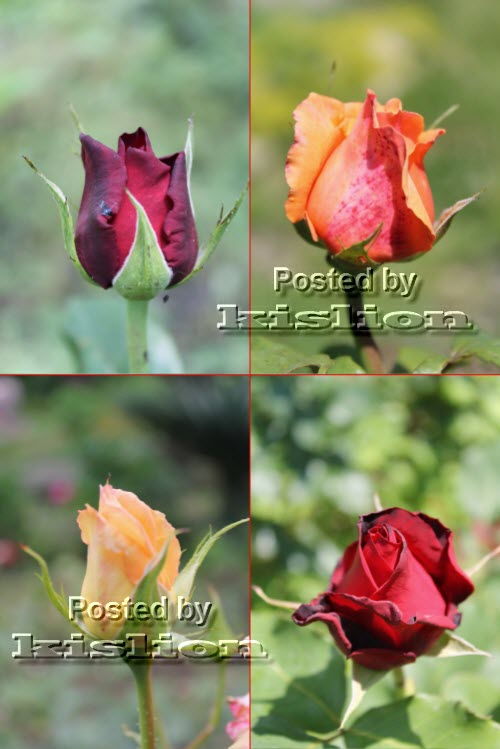 Фотосток – Цветущие розы