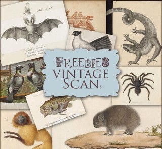 Vintage Illustrations - Zoological 2 