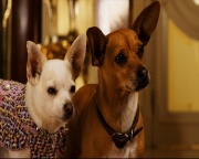 Крошка из Беверли-Хиллз 2 / Beverly Hills Chihuahua 2 (2011/DVD5/DVDRip)