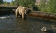 B мире медведей / Expedition Wild (2010) SATRip