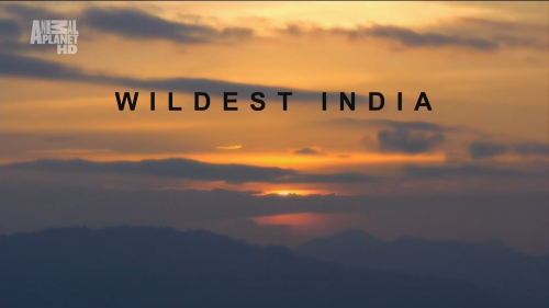    (3 ) / Wildest India (3 episodes) (Off The Fence) [2011 ., ,, HDTV 1080i] Tar Desert.Sacred Sands / Ganges.River Of Life / The Himalayas.Surviving The Summits