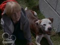    / The Pooch and the Pauper (2000 / SATRip)