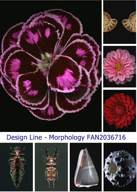Design Line - Morphology FAN2036716
