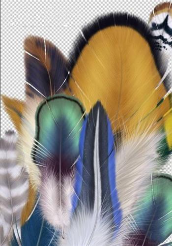 Exotic feathers - PNG
