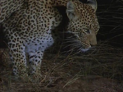 Красавица и чудовище, хищник и жертва / Beauty and the Beasts, A Leopard's Story (1995) DVDRip