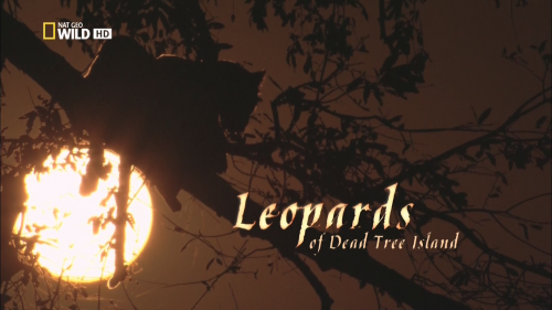    / Leopards of Dead Tree Island (  / Michael Rosenberg) [2010 ., , HDTVRip 720p]