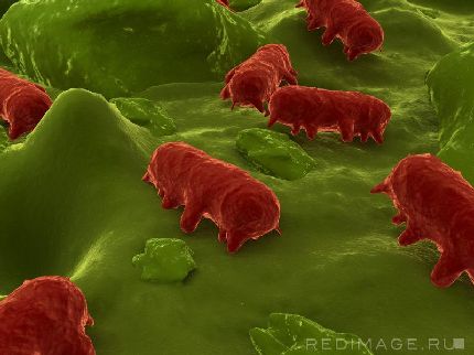 3 bacteria shapes