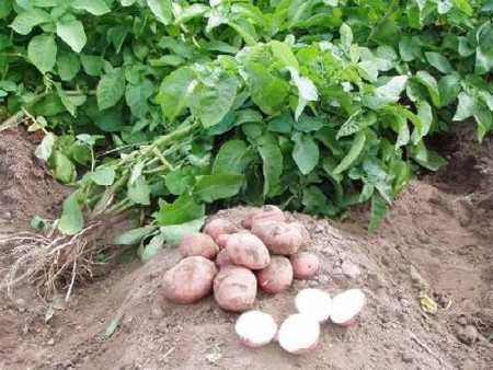 Практические советы по выращиванию картофеля [2011г.]