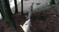 Девушка и волки / La jeune fille et les loups (2008) HDRip