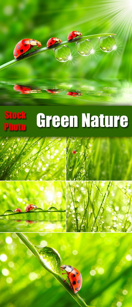 Stock Photo Green Nature & Ladybug