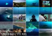 BBC:  .    / The Natural World. Queen of the Manta Rays (2009) HDRip