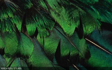      2012    - Colorful Feathers and Wings Wallpaper - 2012