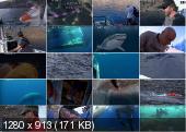 В поисках акул. Большой улов / Shark men. Monster catch (2012) IPTVRip
